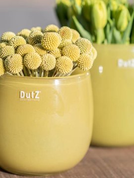 DutZ Pots mustard