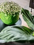 DutZ Bowl big jungle green