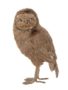 Goodwill Owl teddy