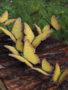 Decorative butterflies