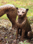 Gartenskulptur Gepard