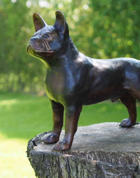 Bulldog statue Max - H46 cm