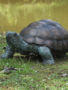 Schildpad beeld Indy