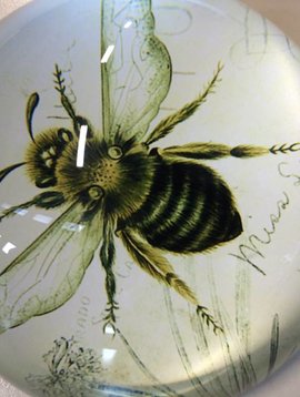 Paperweight bee