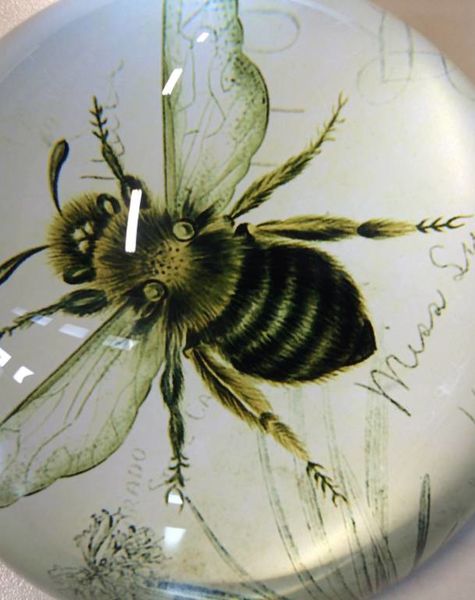 Paperweight bee