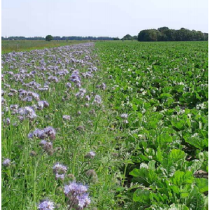 MRS Seeds & Mixtures Wildweidemengsel - Meerjarig