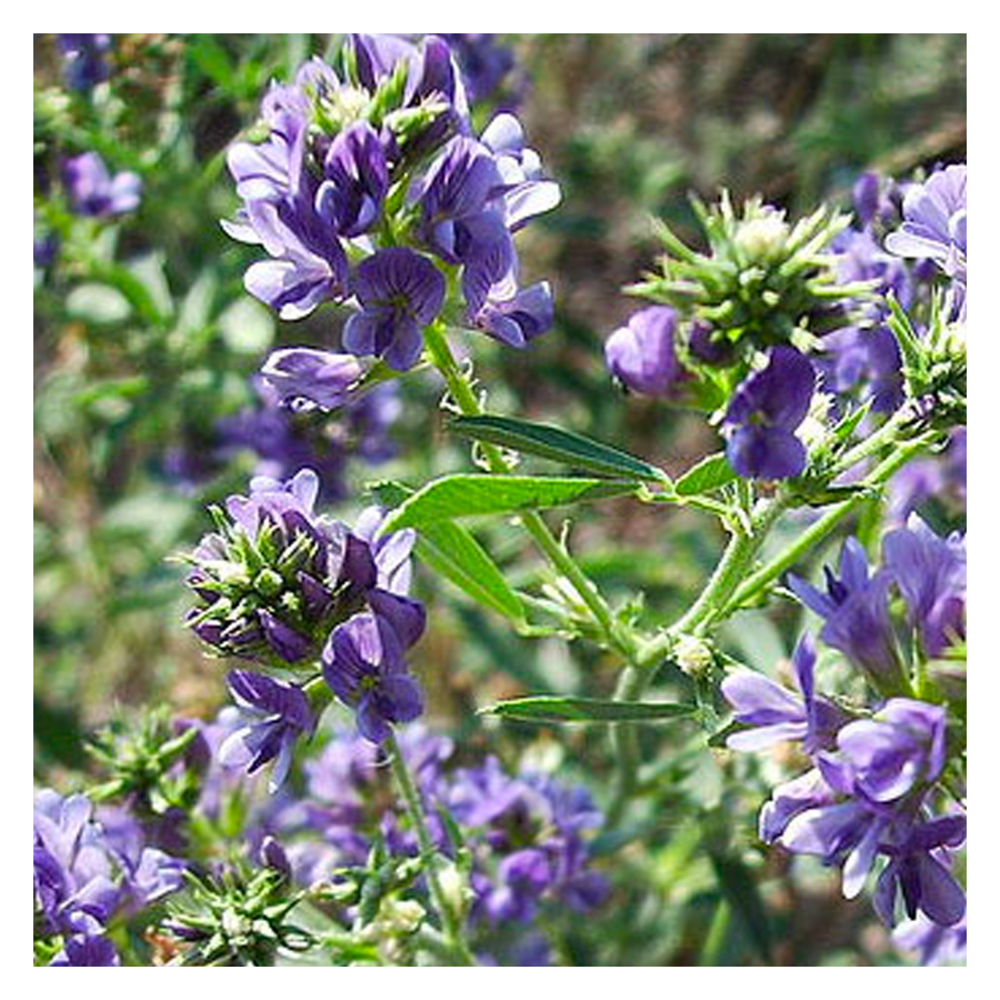 Luzerne - Medicago sativa