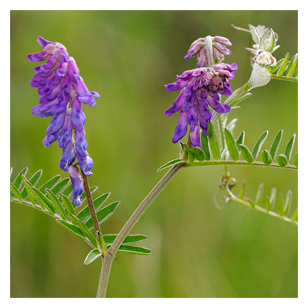 Zomerwikke - Vicia sativa