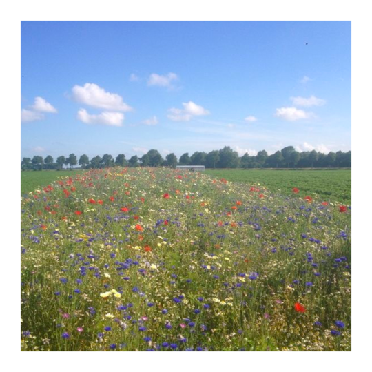 Functionele Agro Biodiversiteit (FAB) mengsel Functionele Agro Biodiversiteit (FAB) mengsel