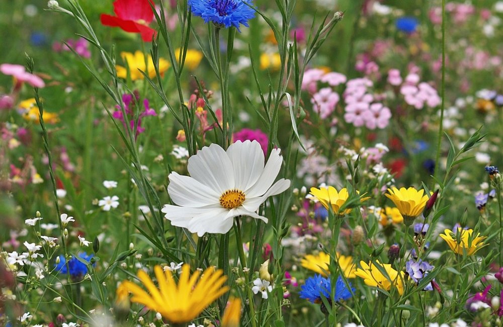 Hoe leg je een bloemenweide aan?