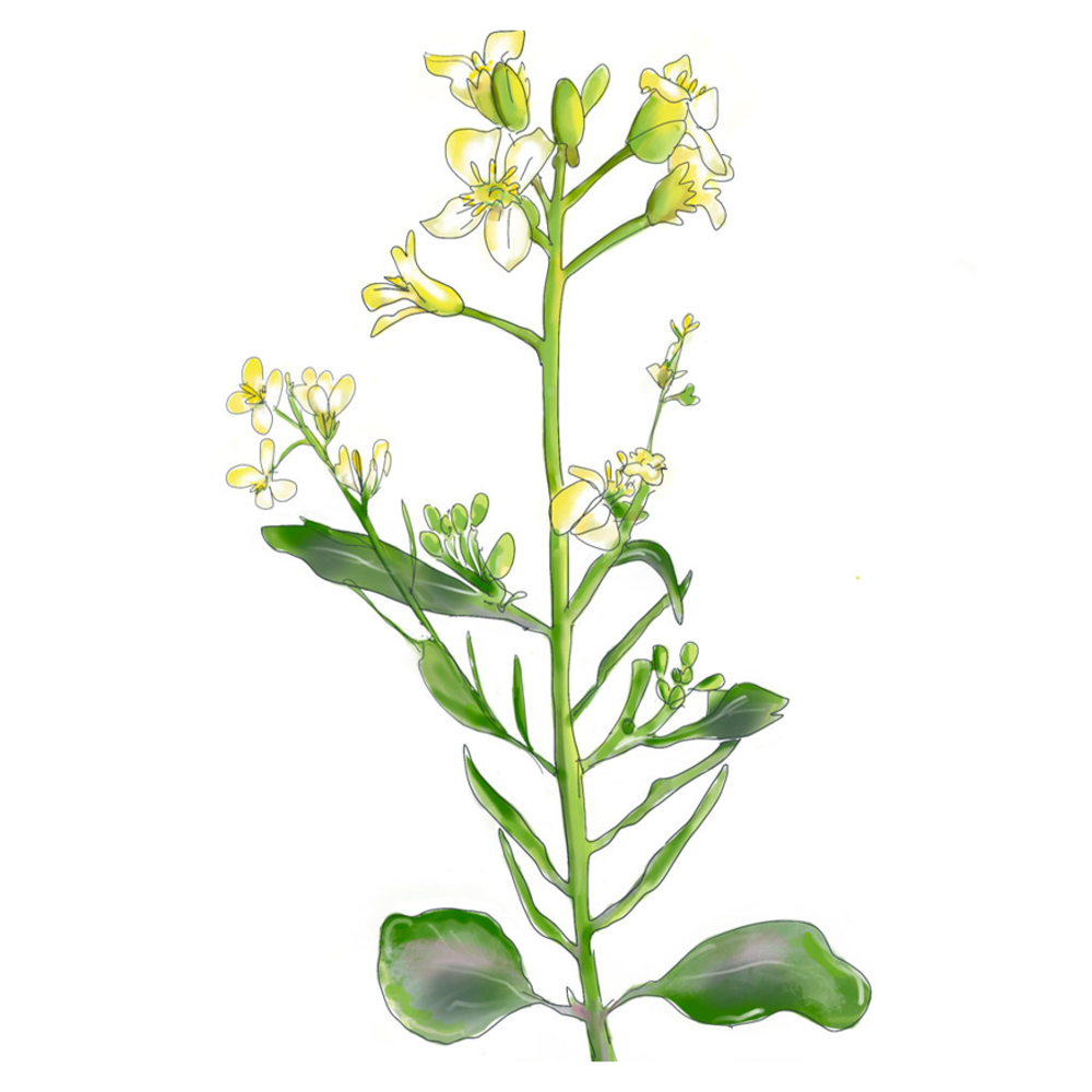 Ethiopische Mosterd - Brassica carinata