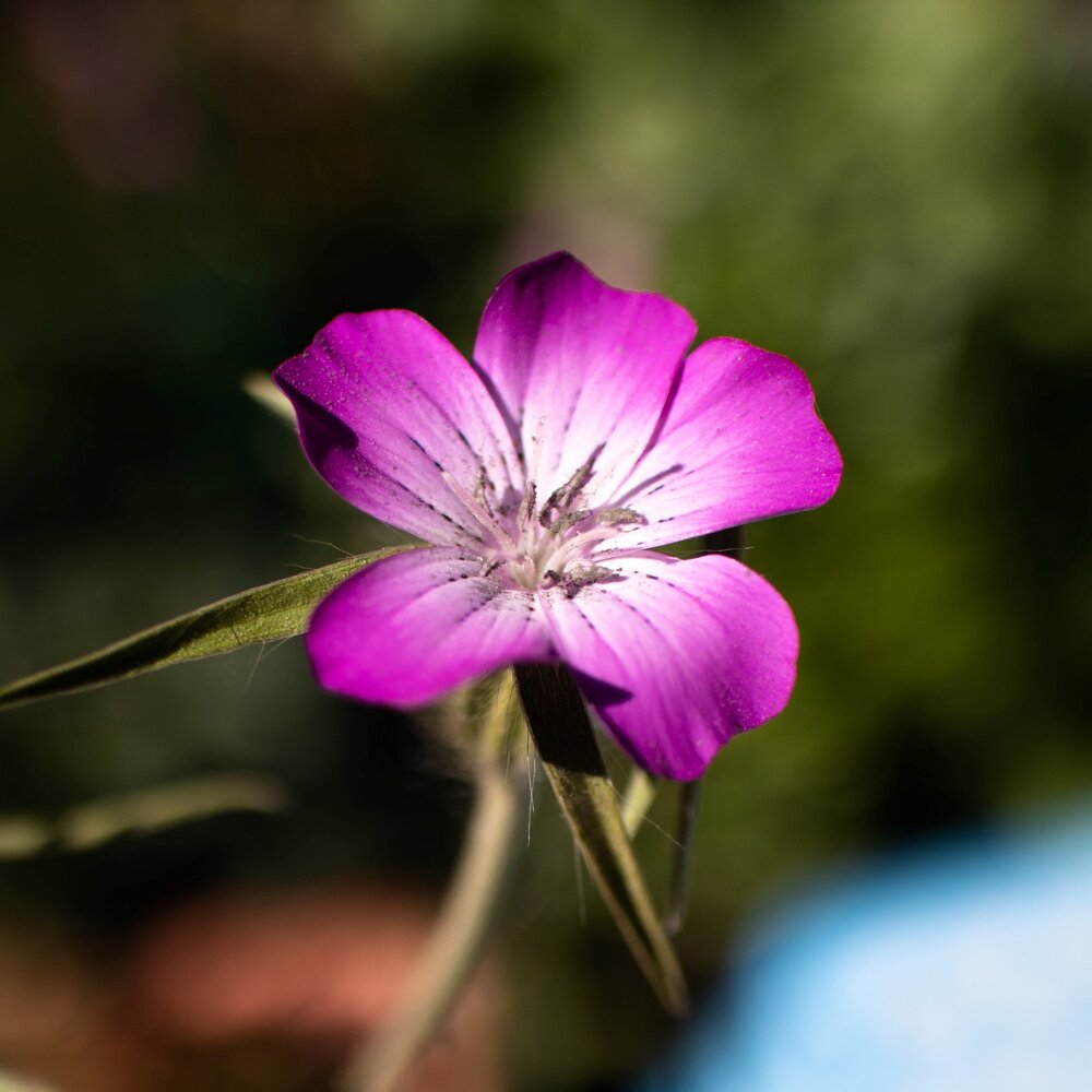 Bolderik - Agrostemma githago Milas