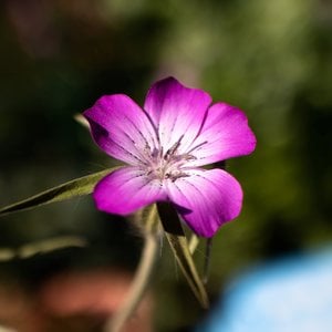 MRS Seeds & Mixtures Bolderik - Agrostemma githago Milas