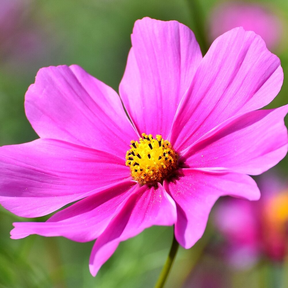 Cosmea bipinnatus 'Pinkie'