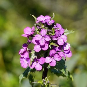 MRS Seeds & Mixtures Judaspenning Violet - Lunaria annua