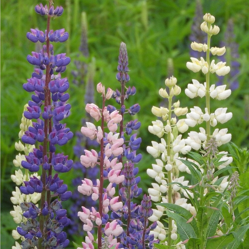 Vaste Lupine 'Russel's Hybrids'