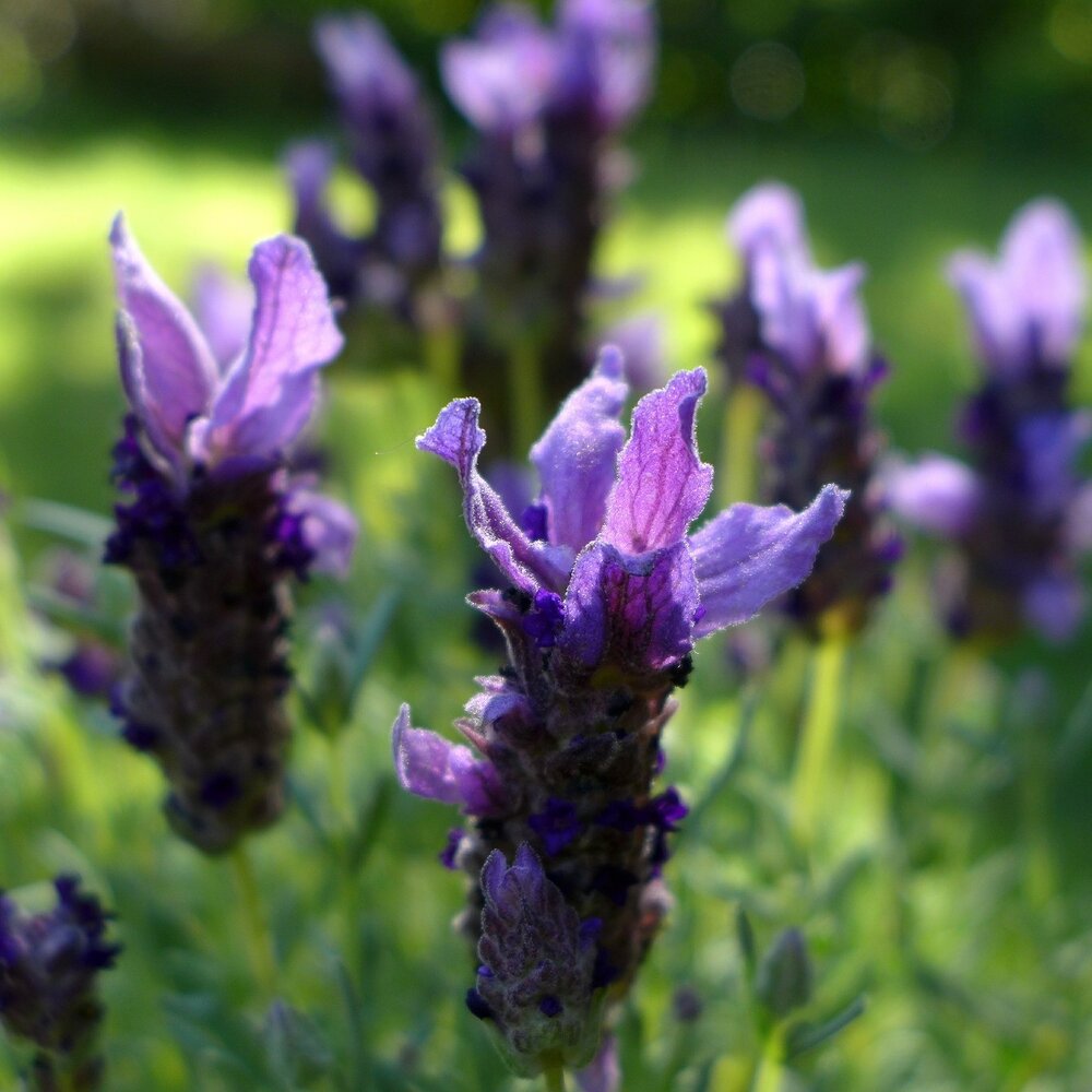 Vlinderlavendel - Lavandula Stoechas