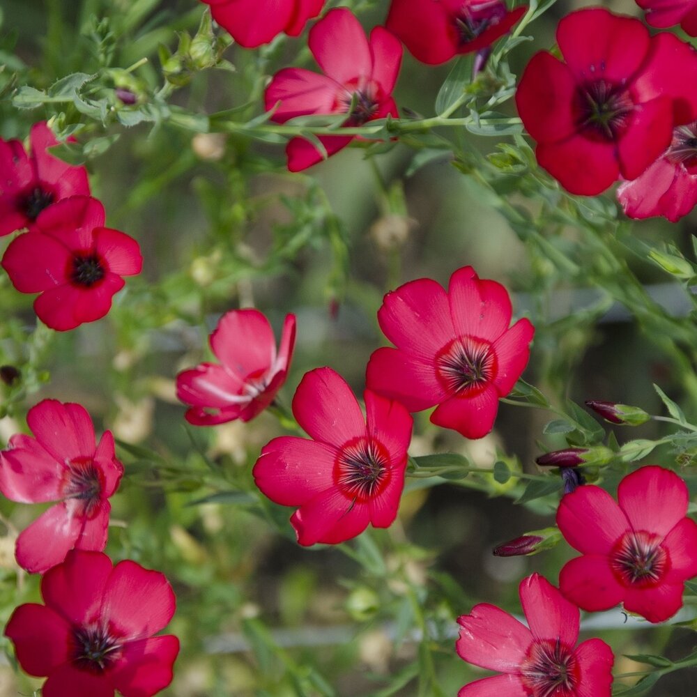 Rode Vlas - Linum rubrum grandiflorum