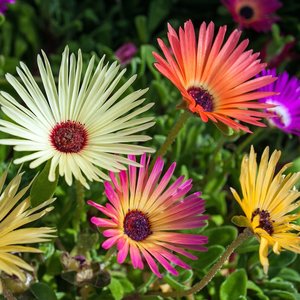 MRS Seeds & Mixtures IJsbloem  gemengd - Mesembryanthemum