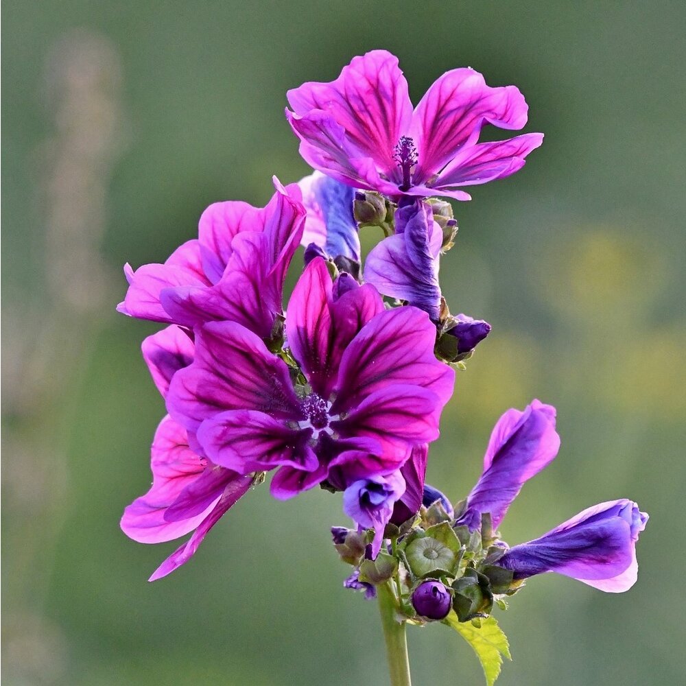 Groot Kaasjeskruid - Malva sylvestris