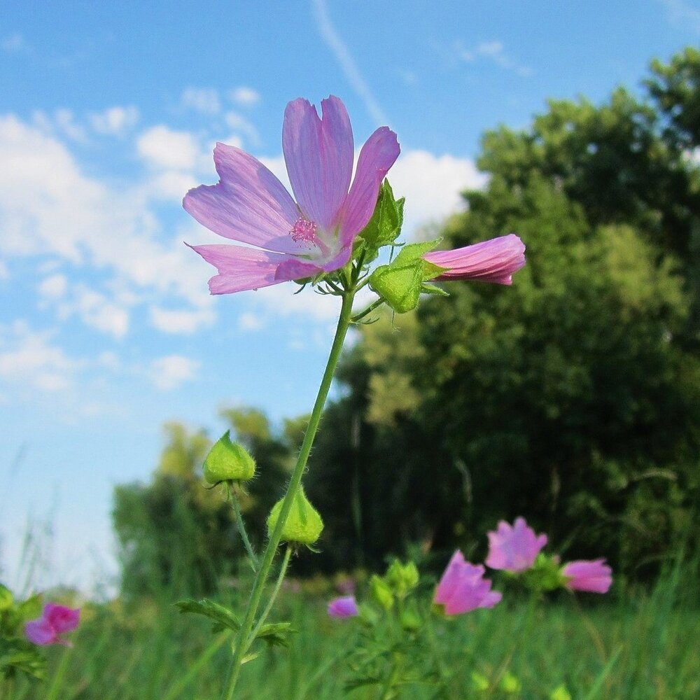 Muskuskaasjeskruid - Malva moschata