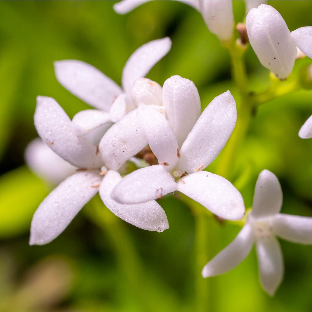 Glad Walstro - Galium mollugo