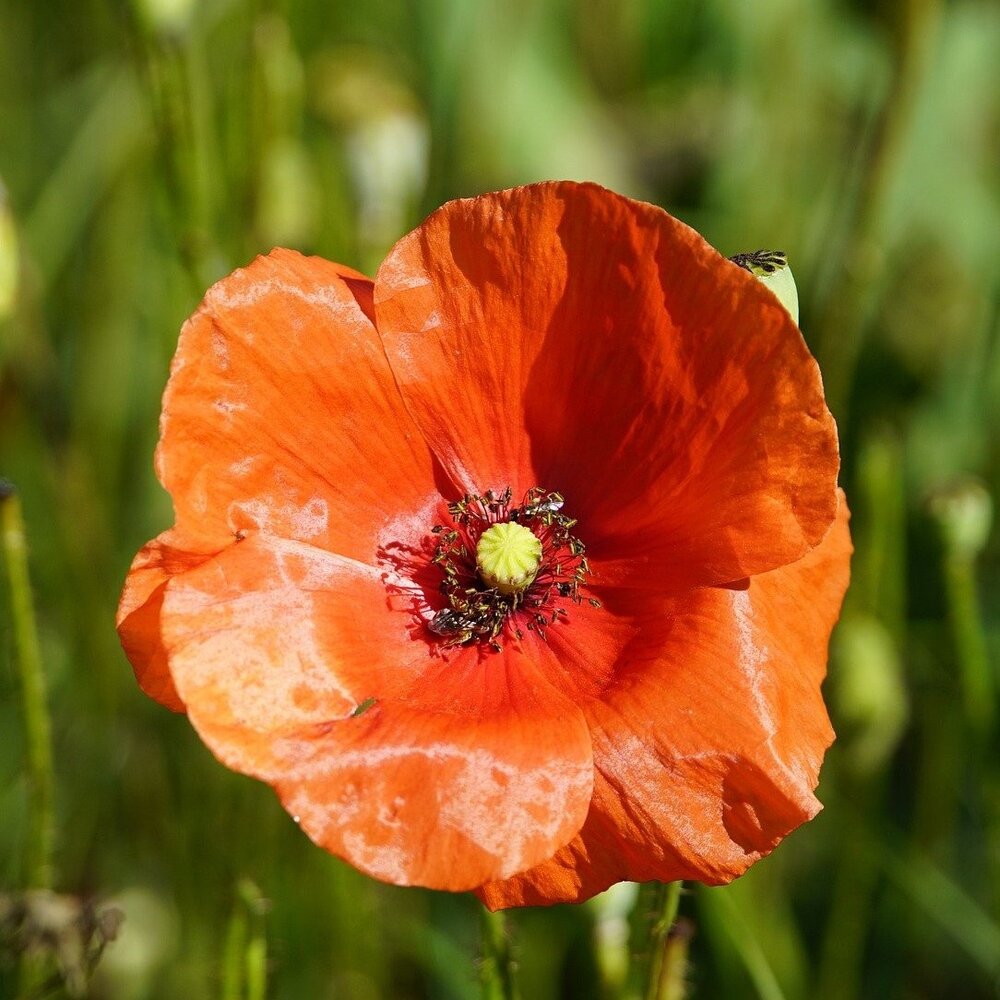 Bleke klaproos - Papaver dubium