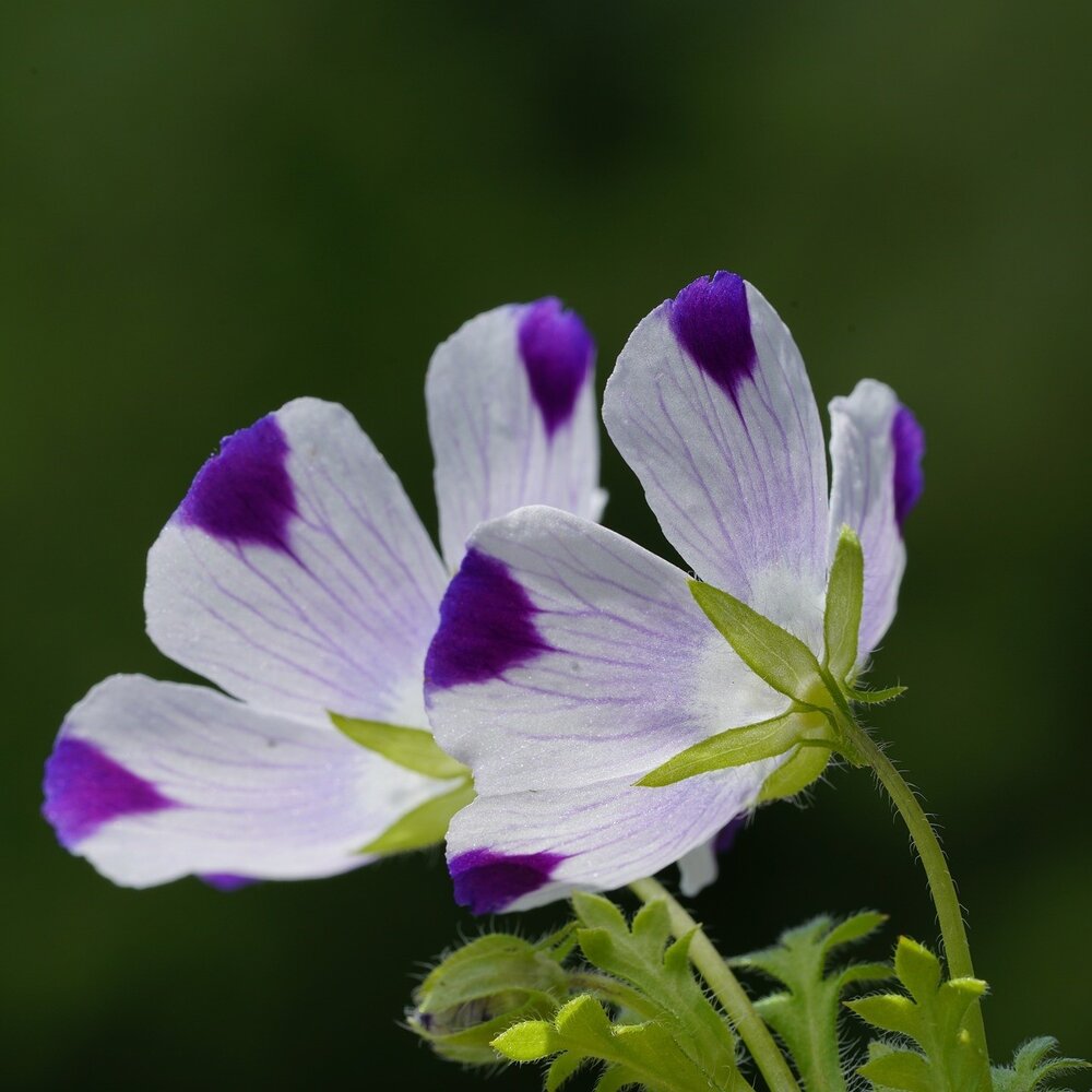 Bosliefje 'Five Spot' - nemophila maculata