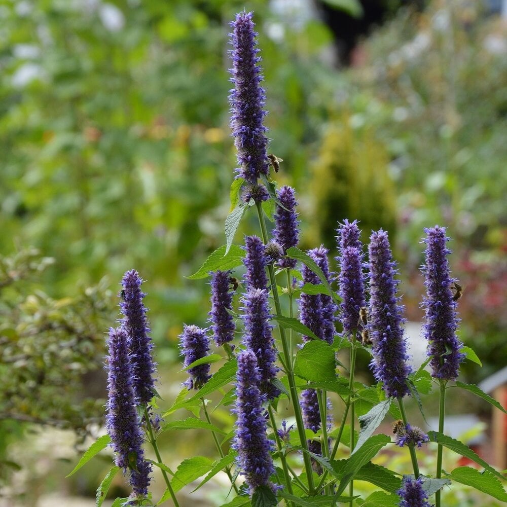 Dropplant - Agastache foeniculum