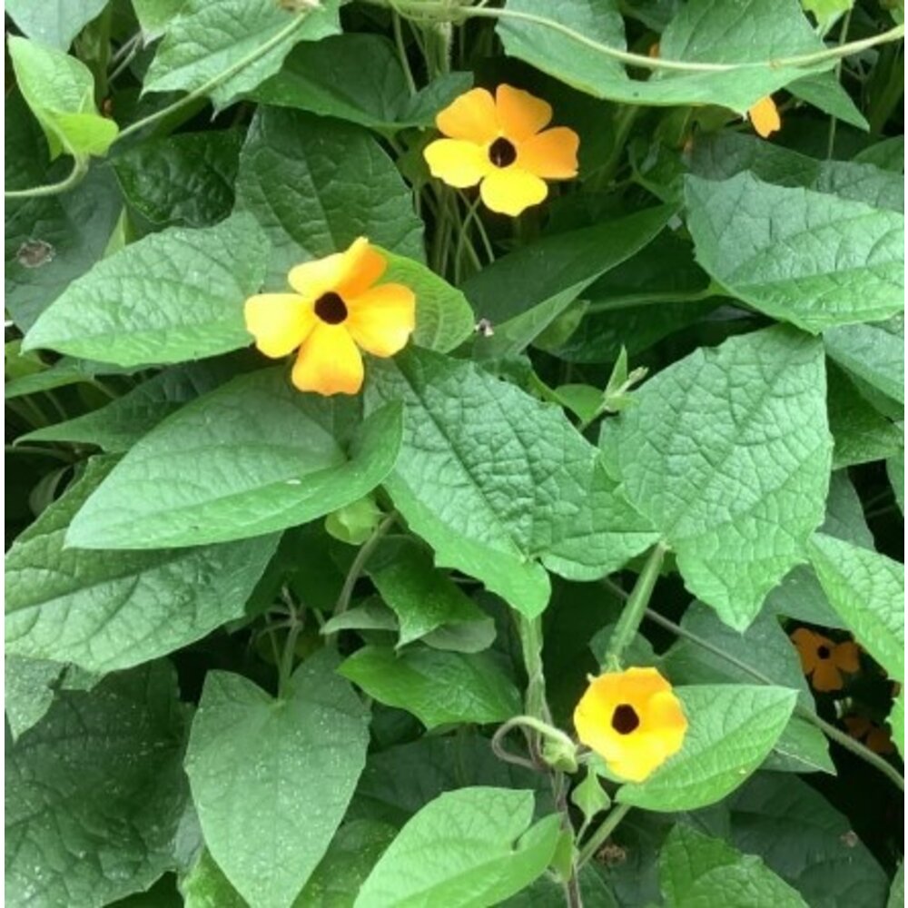 Suzanne-met-de-mooie-ogen - Thunbergia alata