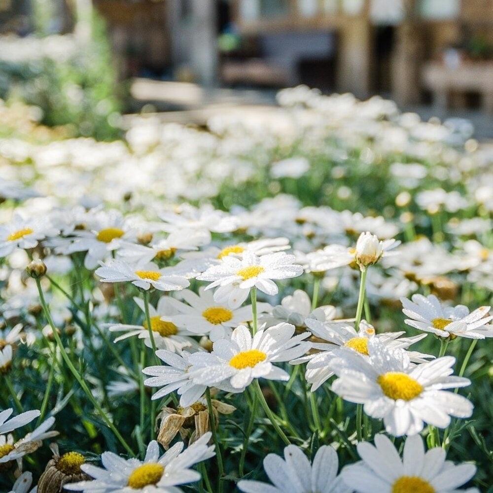 Madeliefje - bellis perennis