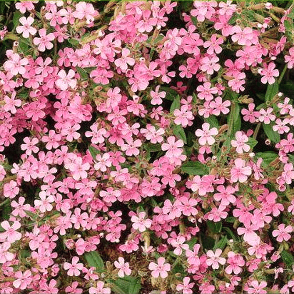 Muurzeepkruid - Saponaria ocymoides