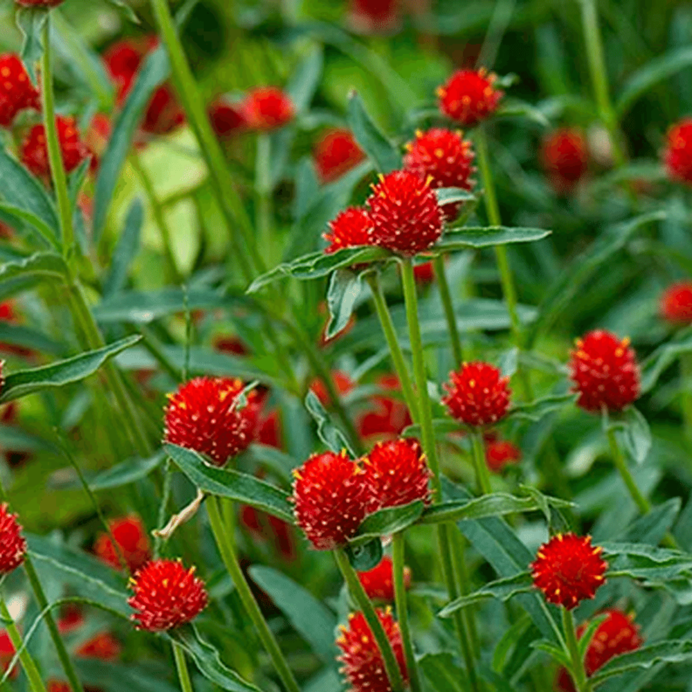 Kogelamarant 'Strawberry Fields' - Gomphrena haageana