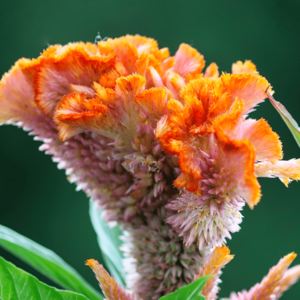 MRS Seeds & Mixtures Hanekam - celosia cristata (gemengd)