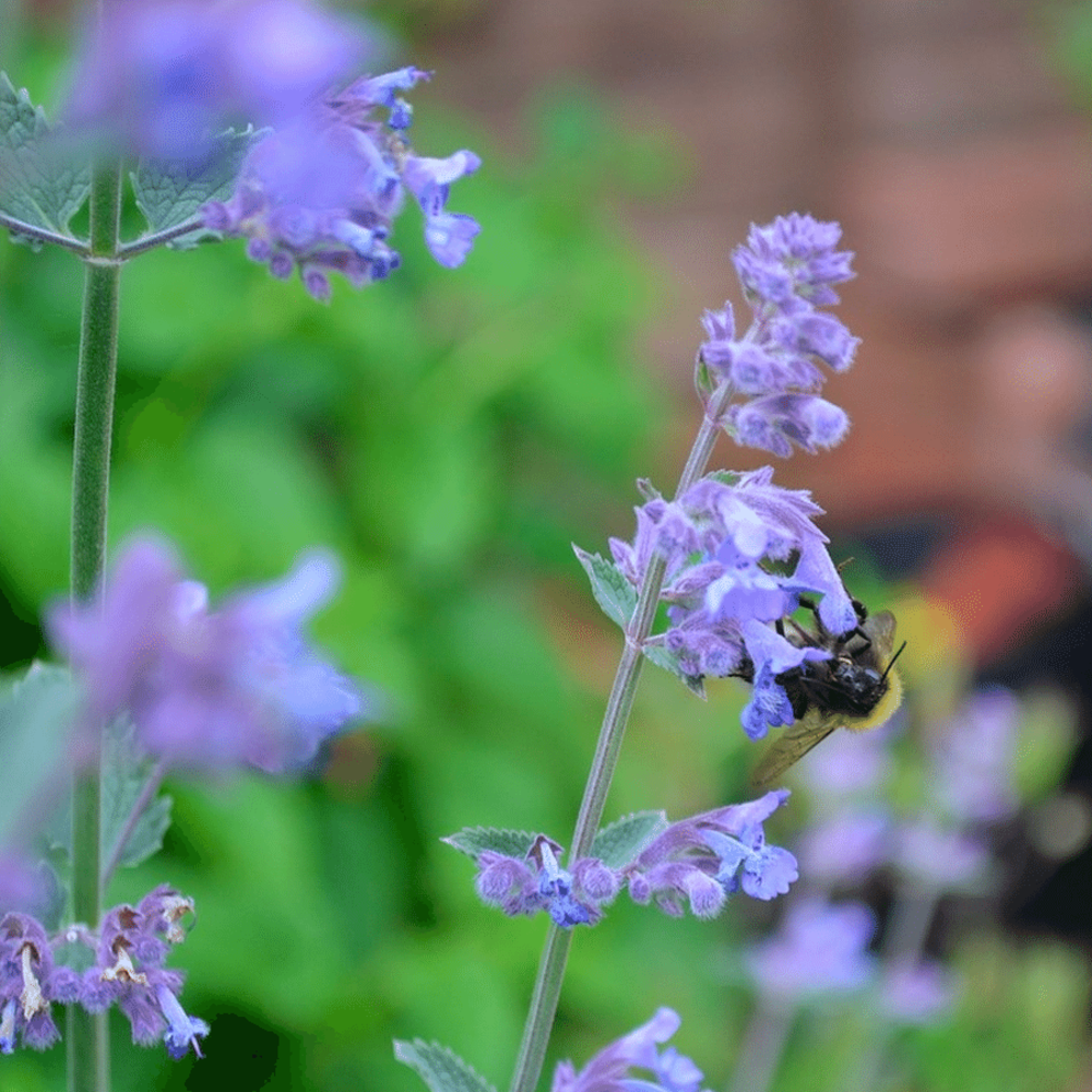 Blauw kattenkruid - Nepeta mussinii