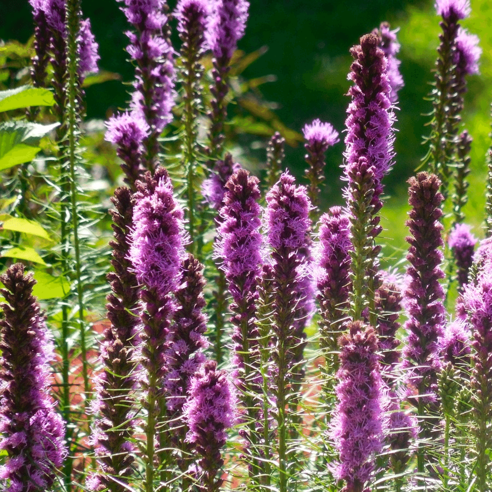 Knopige slangenwortel - Liatris spicata