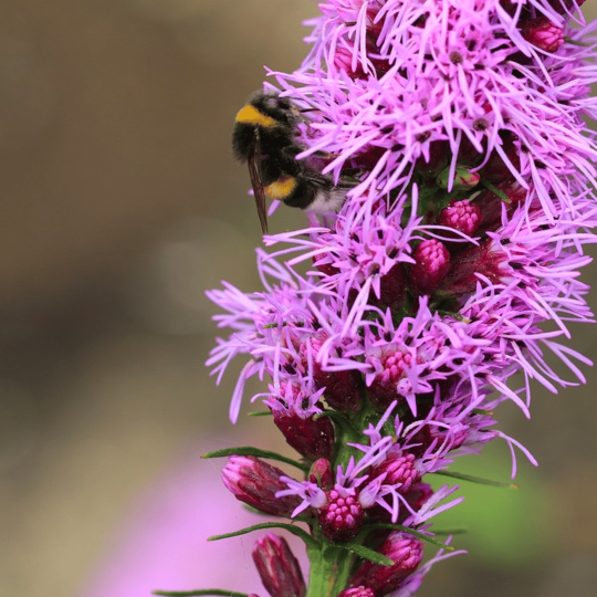 Knopige slangenwortel - Liatris spicata Knopige slangenwortel - Liatris spicata