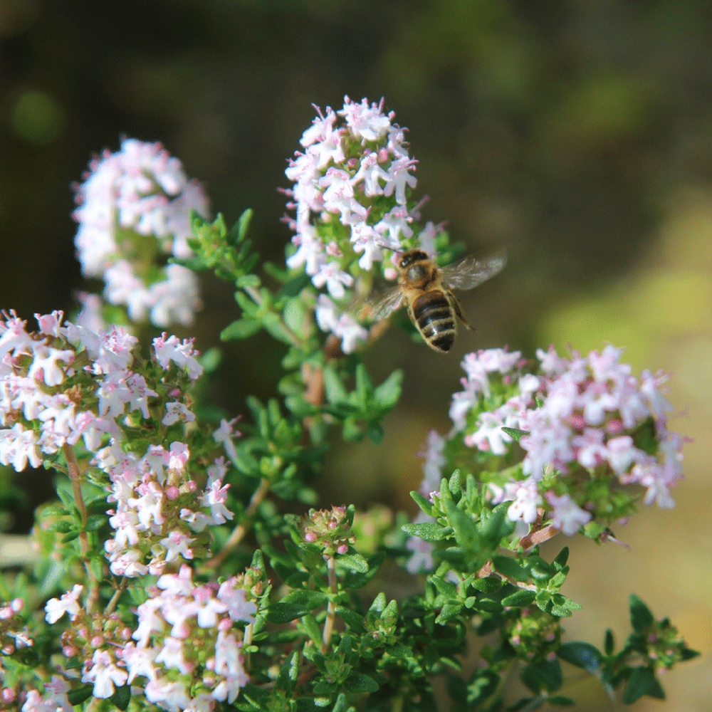 Steentijm - Calamintha nepeta