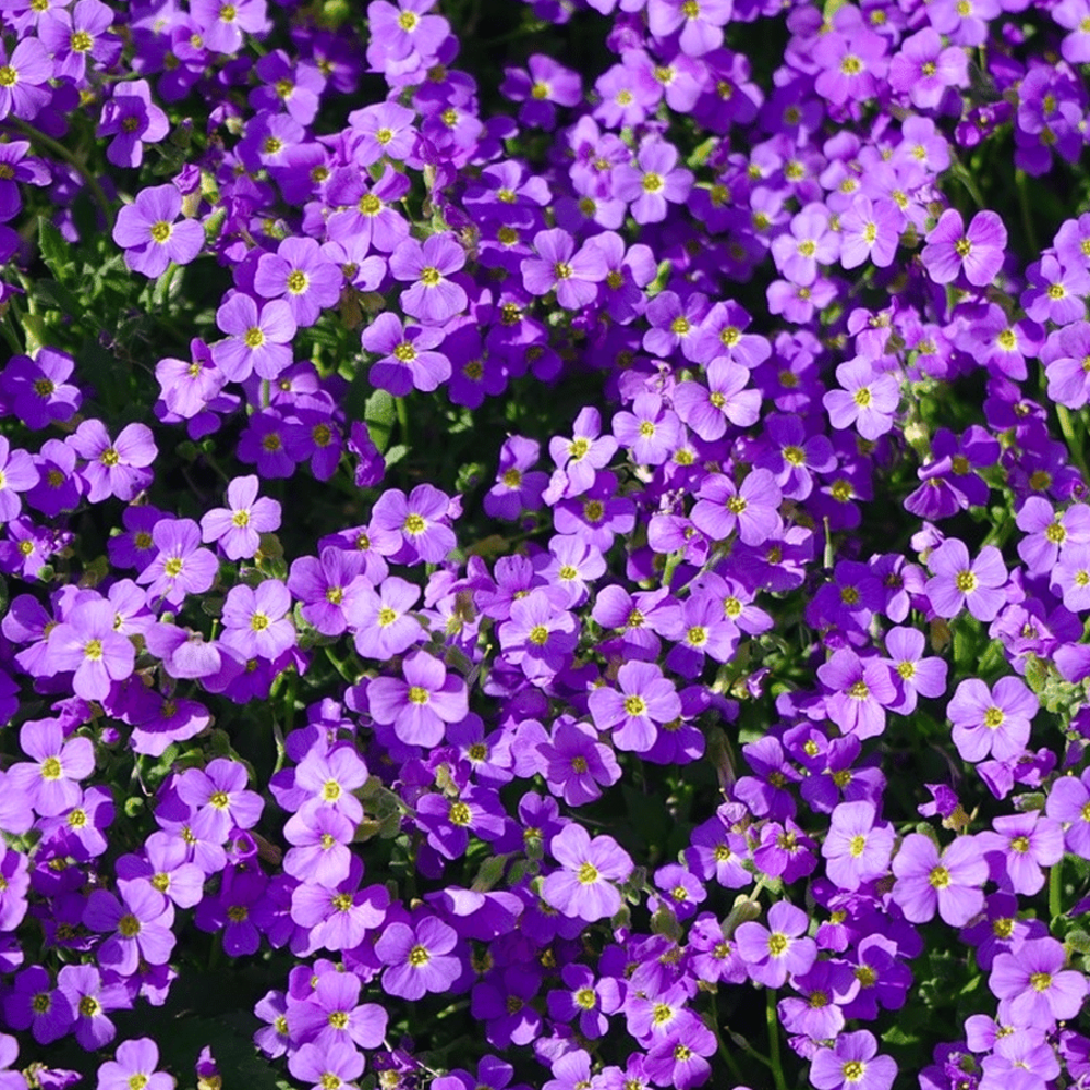 Blauwkussen - Aubrieta hybridia mix