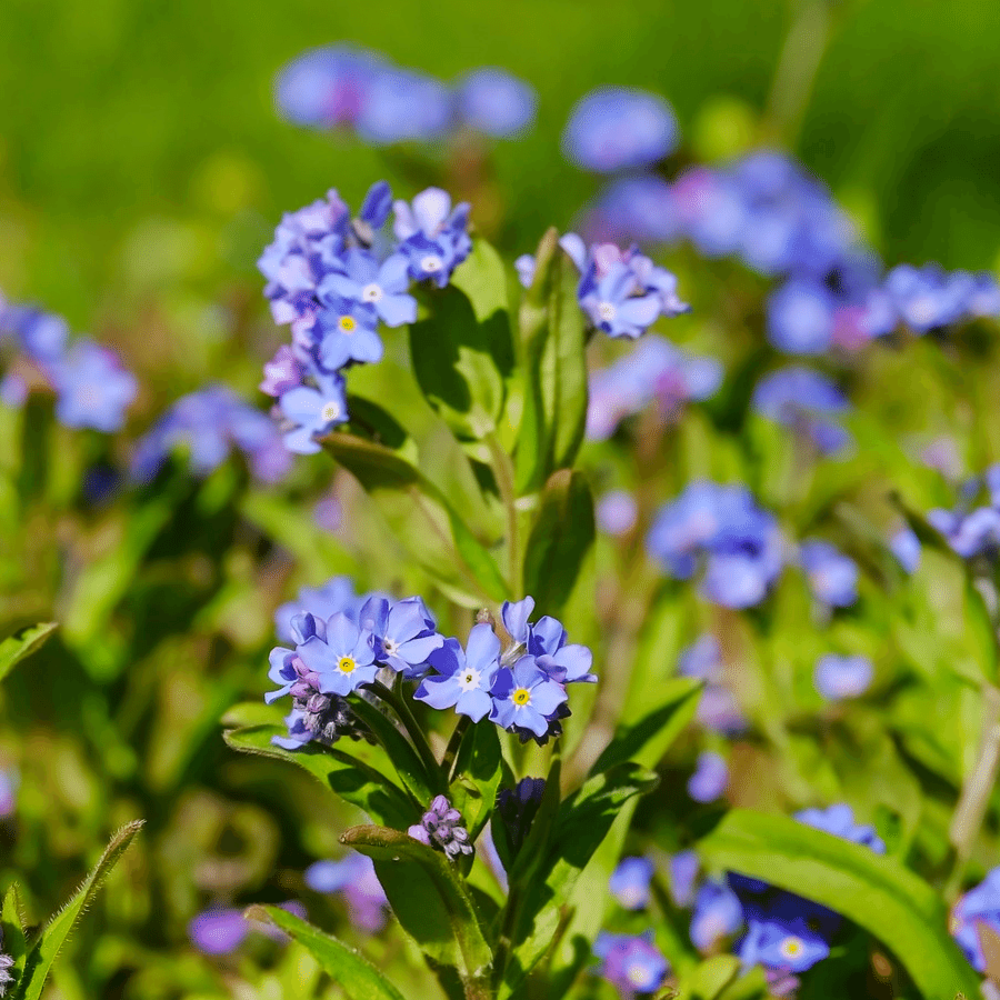 Kaaps Vergeet-me-nietje - Anchusa capensis