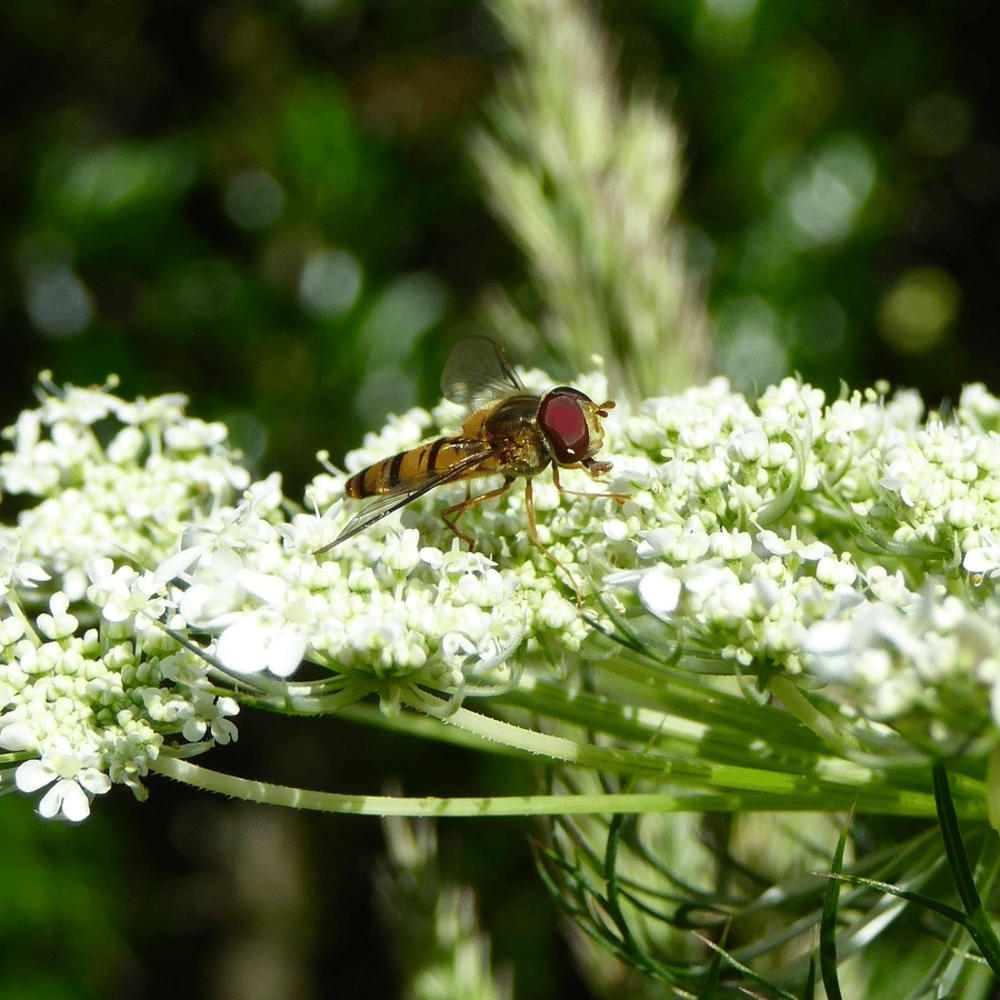 Groot akkerscherm - Ammi majus