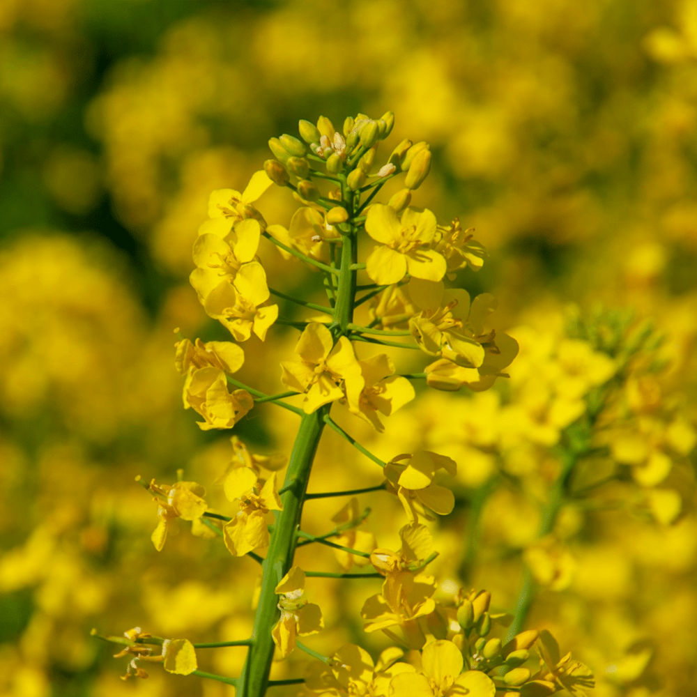 Gewoon Barbarakruid - barbarea vulgaris