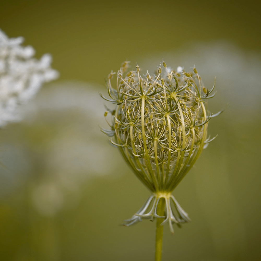 Wilde peen - daucus carota