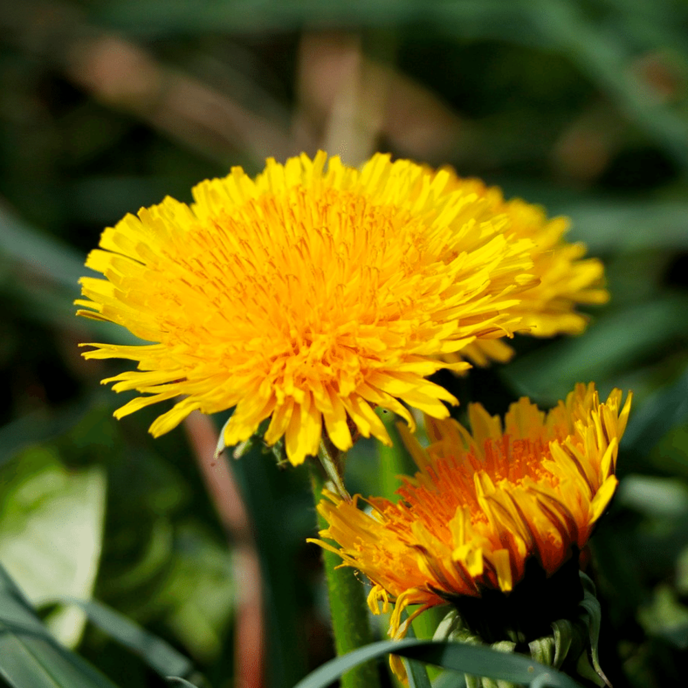 Paardenbloem - Taraxacum officinale