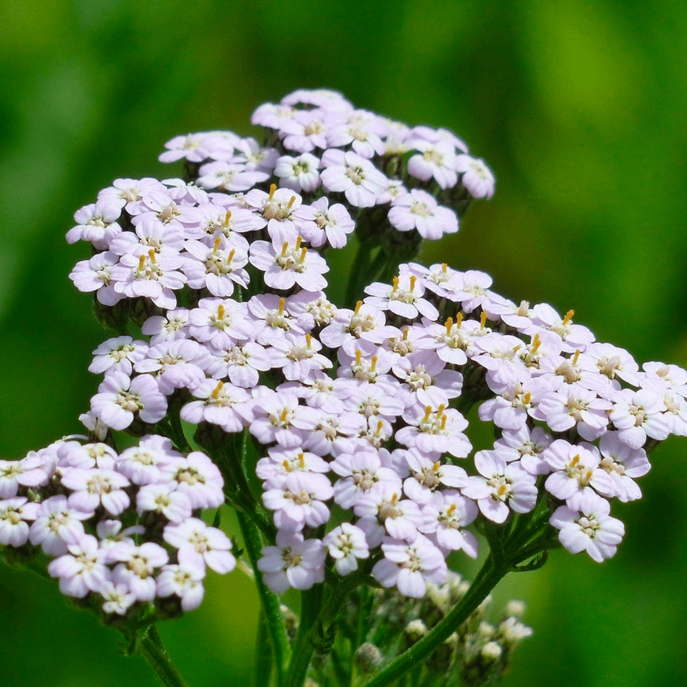 Duizendblad -  Achillea millefolium