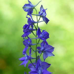 MRS Seeds & Mixtures Ridderspoor - Delphinium consolida