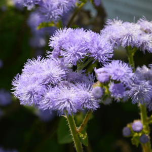 MRS Seeds & Mixtures Mexicaantje - Ageratum houstonianum mix