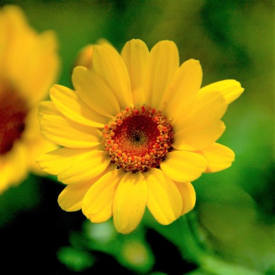 Akkerflora 6-tal Akkerflora 6-tal