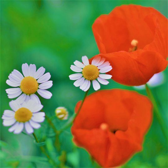 Akkerflora 6-tal Akkerflora 6-tal