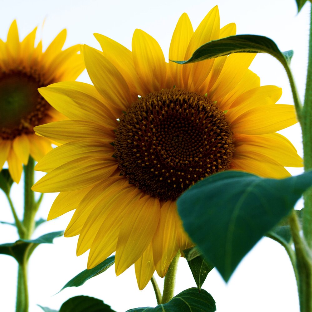 Reuzenzonnebloem 'Helianthus Giganteus'